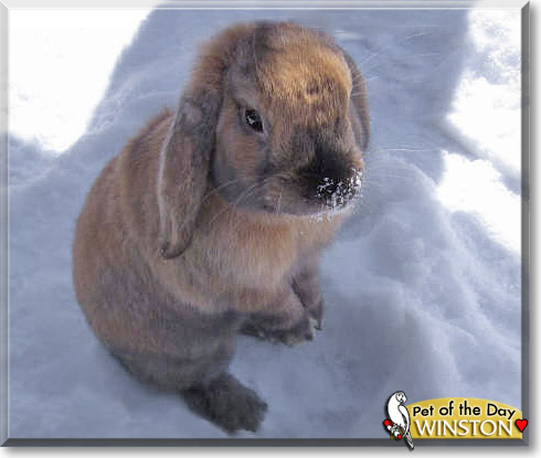 Winston, the Pet of the Day Winston, the Pet of the Day