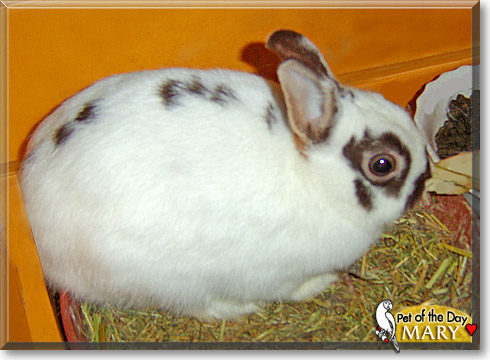 Mary, the Pet of the Day Mary, the Pet of the Day