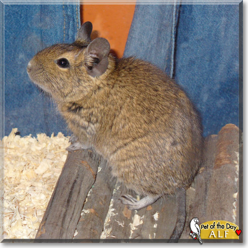 Alf, the Pet of the Day