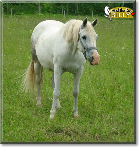Silly, the Pet of the Day