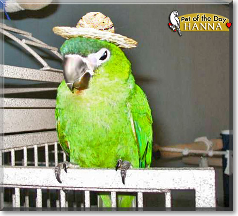 Hanna, the Pet of the Day