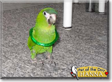 Hanna, the Pet of the Day