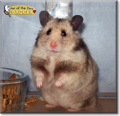 Badger, the Pet of the Day Badger, the Pet of the Day