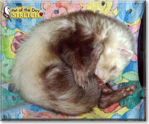Stretch, the Pet of the Day Stretch, the Pet of the Day