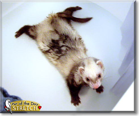 Stretch, the Pet of the Day Stretch, the Pet of the Day