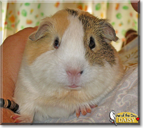 Daisy, the Pet of the Day