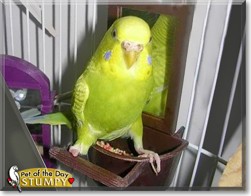 Stumpy, the Pet of the Day Stumpy, the Pet of the Day