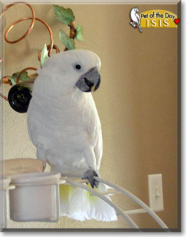 Isis, the Pet of the Day