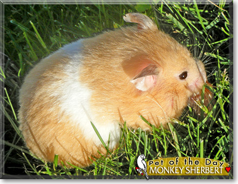 Monkey Sherbert, the Pet of the Day Monkey Sherbert, the Pet of the Day