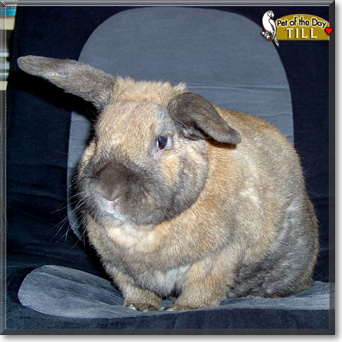 Till, the Pet of the Day