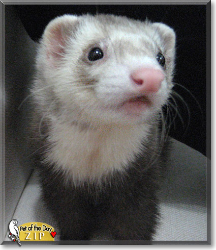 Zip, the Pet of the Day