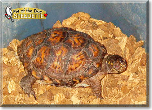 Speedette, the Pet of the Day Speedette, the Pet of the Day