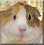 Daisy
