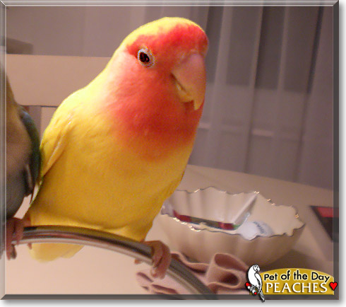 Peaches, the Pet of the Day Peaches, the Pet of the Day