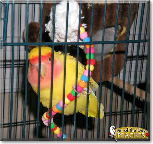Peaches, the Pet of the Day Peaches, the Pet of the Day
