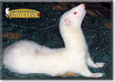 Little Devil, the Pet of the Day