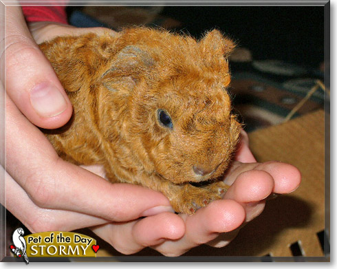 Stormy, the Pet of the Day