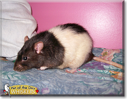 Whiskers, the Pet of the Day
