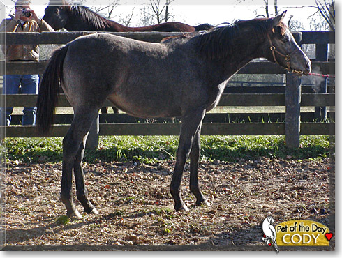 Cody, the Pet of the Day Cody, the Pet of the Day