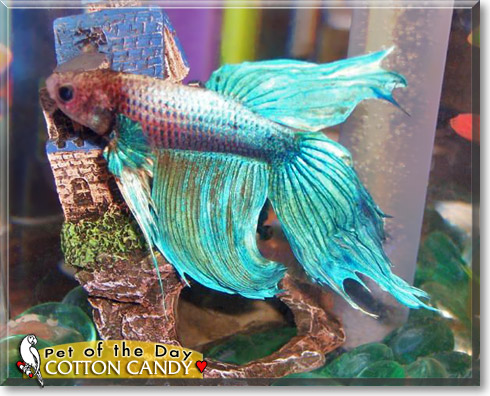 Cotton Candy, the Pet of the Day Cotton Candy, the Pet of the Day