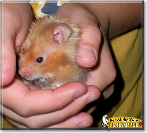 Pineapple, the Pet of the Day