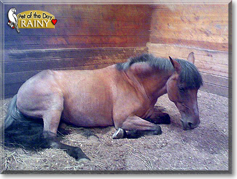 Rainy, the Pet of the Day