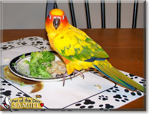 Samuel, the Pet of the Day
