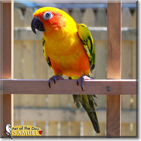 Samuel, the Pet of the Day