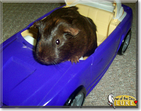 Luke, the Pet of the Day