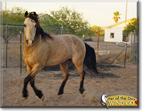 Windigo, the Pet of the Day