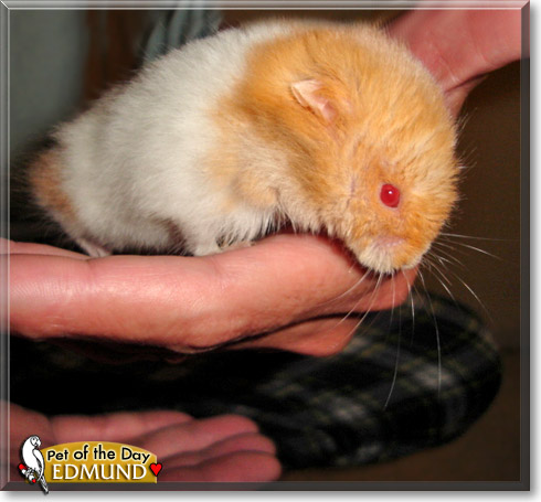Edmund, the Pet of the Day