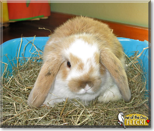 Flecki, the Pet of the Day