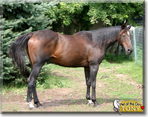 Tony, the Pet of the Day