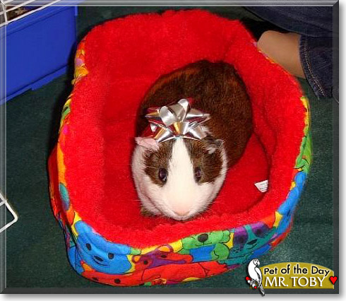 Mr. Toby, the Pet of the Day