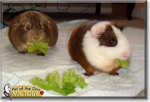 Mr. Toby, the Pet of the Day
