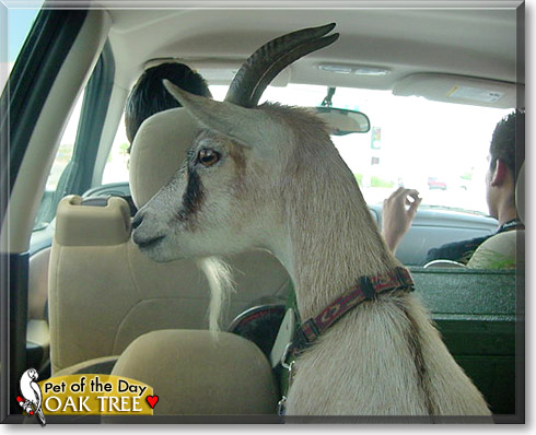 Oak Tree, the Pet of the Day