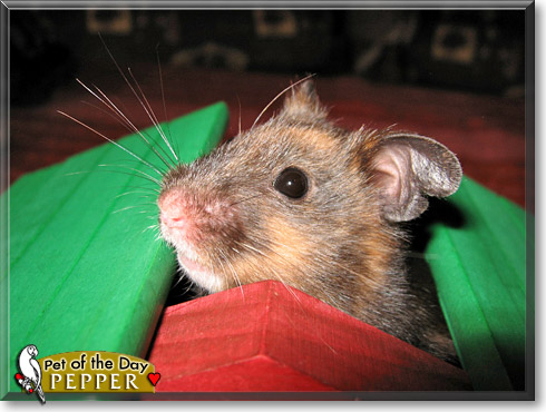 Pepper, the Pet of the Day