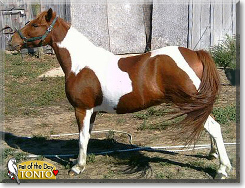 Tonto, the Pet of the Day