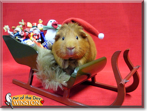 Winston, the Pet of the Day