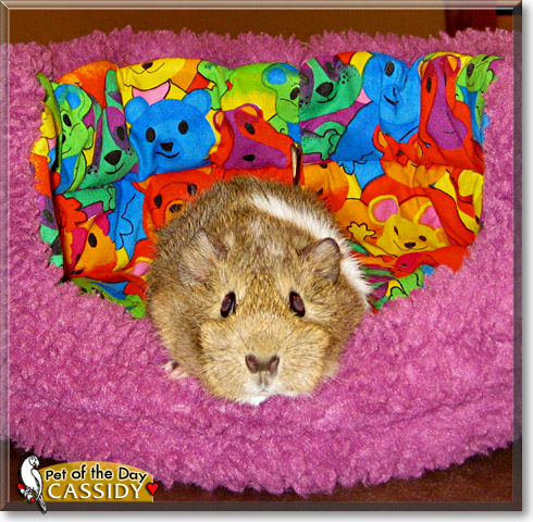 Cassidy, the Pet of the Day Cassidy, the Pet of the Day