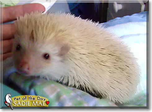 Sadie Mae, the Pet of the Day