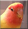 Peaches