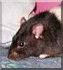 Whiskers