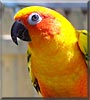 Samuel