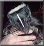 Ichi