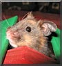 Pepper