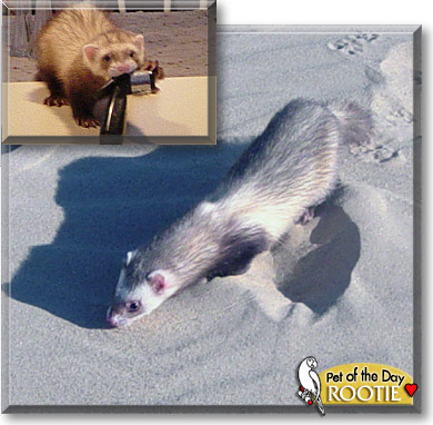 Rootie, the Pet of the Day