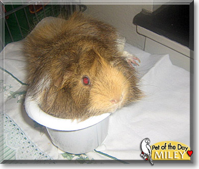 Miley, the Pet of the Day