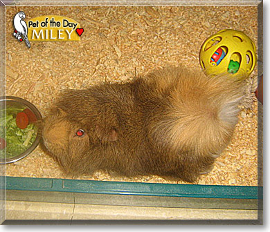 Miley, the Pet of the Day