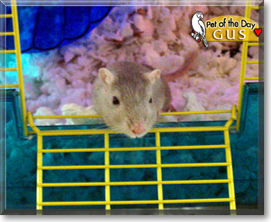Gus, the Pet of the Day
